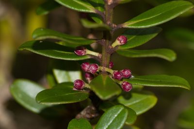 Myrsine sandwicensis, photographed by Kevin Faccenda