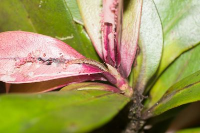 Myrsine lessertiana, photographed by Kevin Faccenda