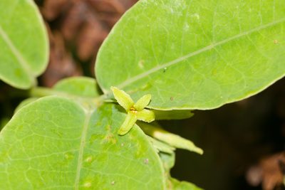 Wikstroemia oahuensis, photographed by Kevin Faccenda