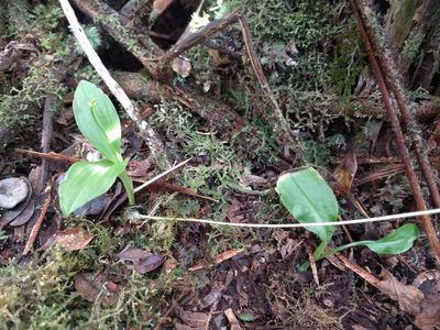 Liparis hawaiensis, photographed by Kevin Faccenda