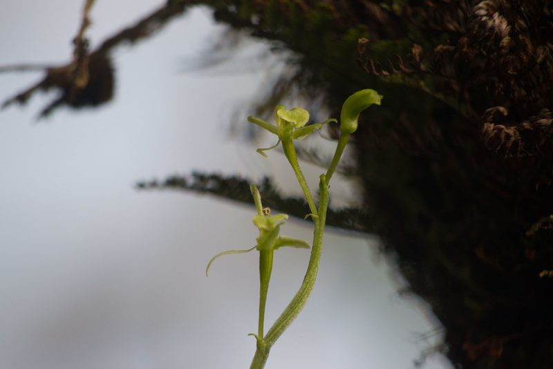 Liparis hawaiensis, photographed by Kevin Faccenda