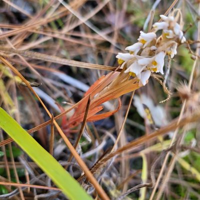 Zeuxine strateumatica, photographed by Alan Jeon