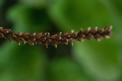 Plantago asiatica, photographed by Kevin Faccenda