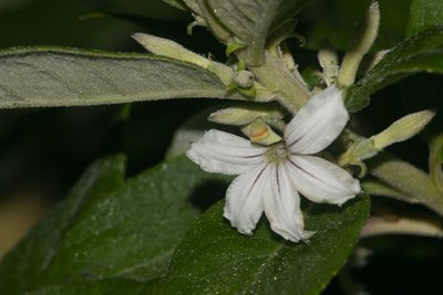 Scaevola mollis, photographed by Kevin Faccenda