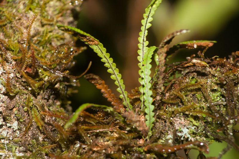 Stenogrammitis saffordii, photographed by Kevin Faccenda