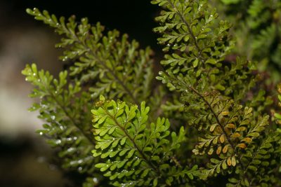 Adenophorus tamariscinus, photographed by Kevin Faccenda
