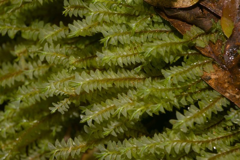 Plagiochila deflexa, photographed by Kevin Faccenda