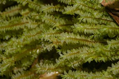Plagiochila deflexa, photographed by Kevin Faccenda