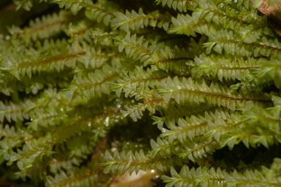 Plagiochila deflexa, photographed by Kevin Faccenda