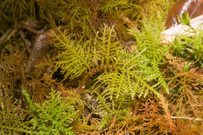 Thuidium cymbifolium, photographed by Kevin Faccenda