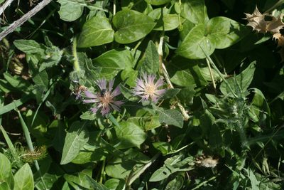 Centaurea pullata, photographed by Oleg Kosterin