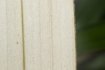 Astelia menziesiana
