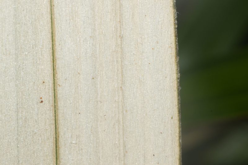 Astelia menziesiana, photographed by Kevin Faccenda