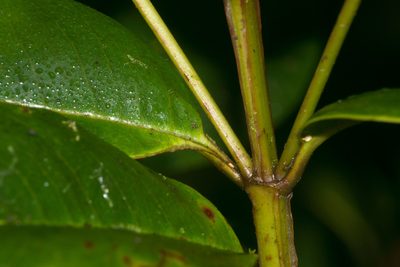 Syzygium sandwicense, photographed by Kevin Faccenda