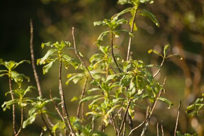 Coprosma longifolia, photographed by Kevin Faccenda