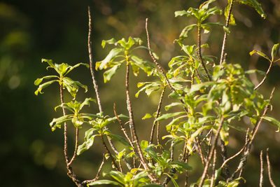 Coprosma longifolia, photographed by Kevin Faccenda