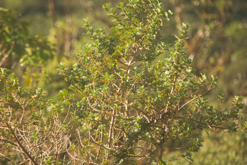 Coprosma ochracea, photographed by Kevin Faccenda