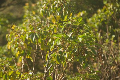 Cheirodendron trigynum