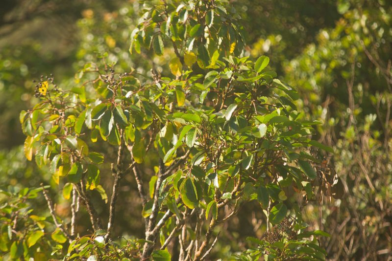 Cheirodendron trigynum, photographed by Kevin Faccenda