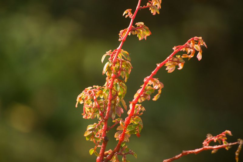 Begonia foliosa, photographed by Kevin Faccenda