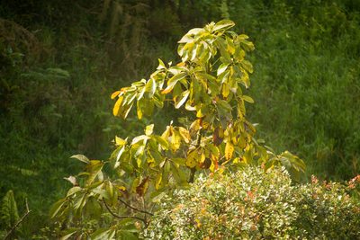 Persea americana, photographed by Kevin Faccenda