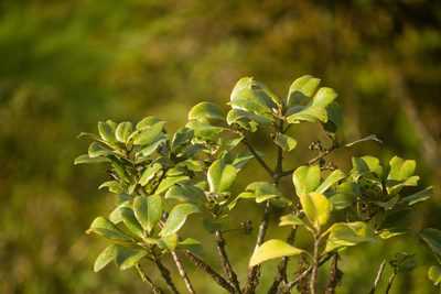Ilex anomala, photographed by Kevin Faccenda