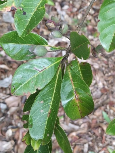 Terminalia microcarpa, photographed by Matthew Borella