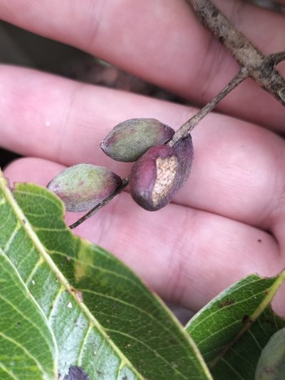 Terminalia microcarpa, photographed by Matthew Borella