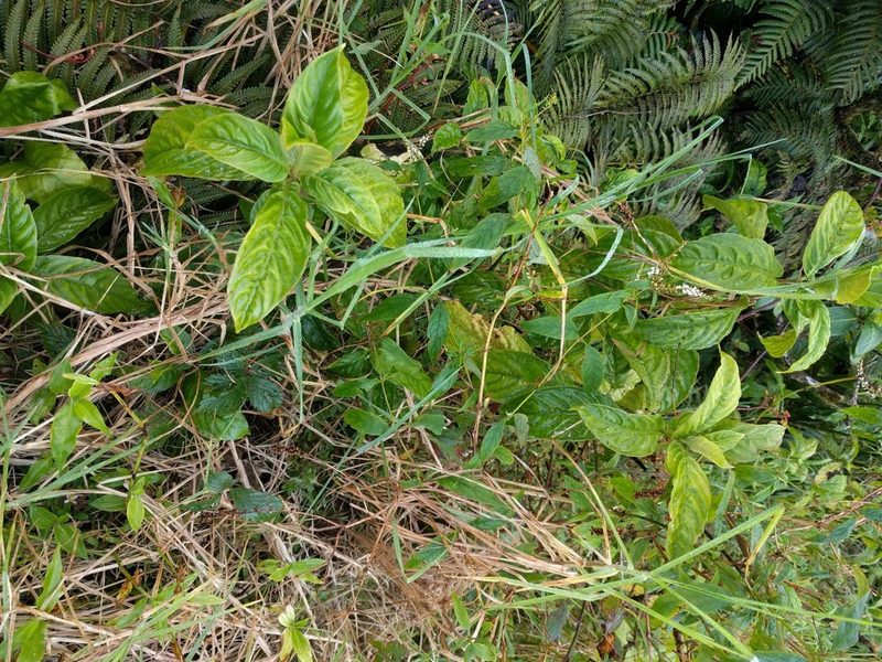 Odontonema cuspidatum, photographed by Kevin Faccenda