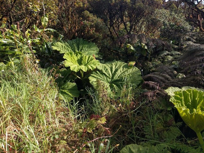 Gunnera petaloidea, photographed by Kevin Faccenda