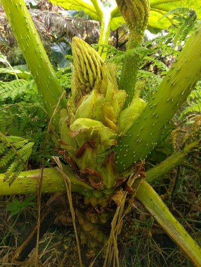 Gunnera petaloidea, photographed by Kevin Faccenda