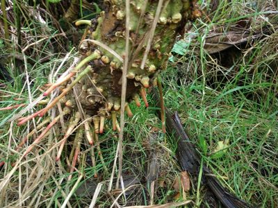 Gunnera petaloidea, photographed by Kevin Faccenda