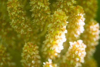 Gunnera petaloidea, photographed by Kevin Faccenda