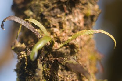 Oreogrammitis hookeri, photographed by Kevin Faccenda