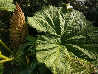 Gunnera petaloidea, photographed by Kevin Faccenda