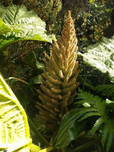 Gunnera petaloidea, photographed by Kevin Faccenda