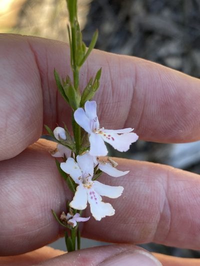 Westringia tenuicaulis, photographed by Richard Fuller