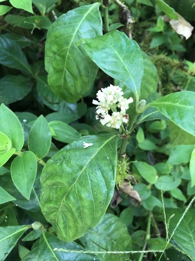 Psychotria rufipes, photographed by Skjold Søndergaard