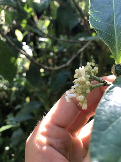 Psychotria rufipes, photographed by Skjold Søndergaard
