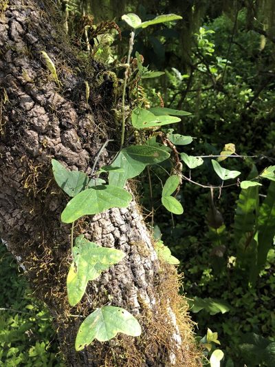 Passiflora colinvauxii, photographed by Skjold Søndergaard