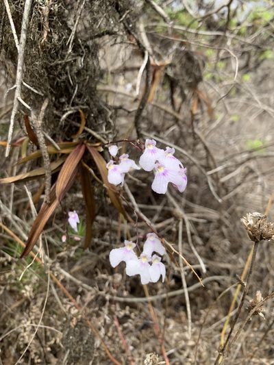 Ionopsis utricularioides, photographed by Line Juul Nielsen