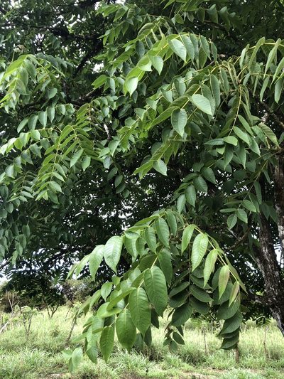 Juglans neotropica, photographed by Skjold Søndergaard