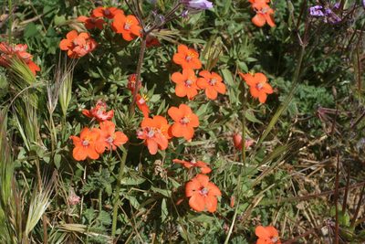 Lysimachia collina, photographed by Oleg Kosterin