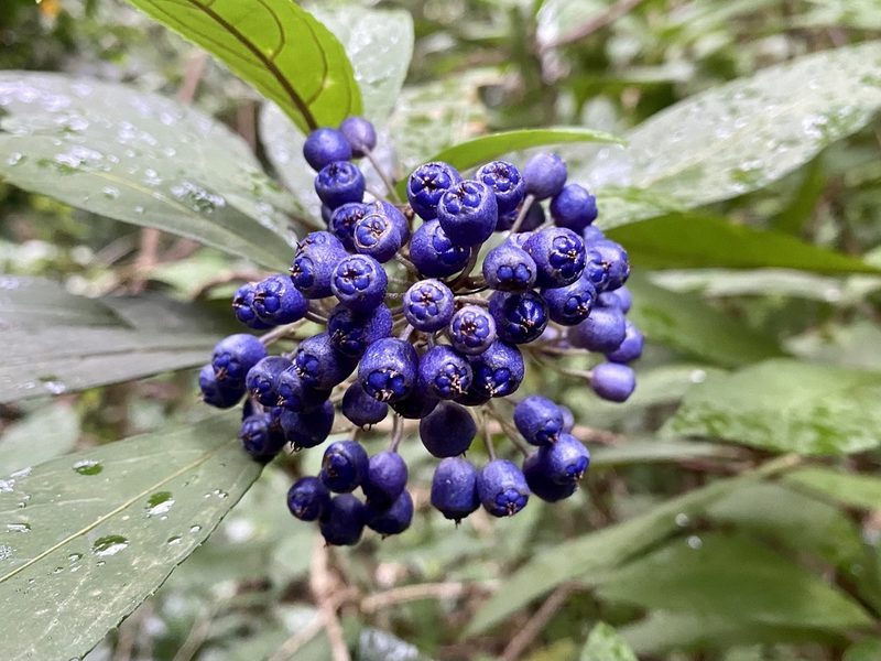 Hydrangea febrifuga, photographed by Toby Y