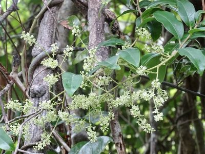 Embelia ribes, photographed by Toby Y