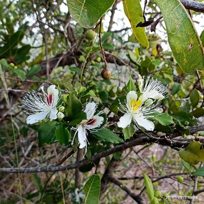 Capparis brevispina, photographed by Paulmathi Vinod