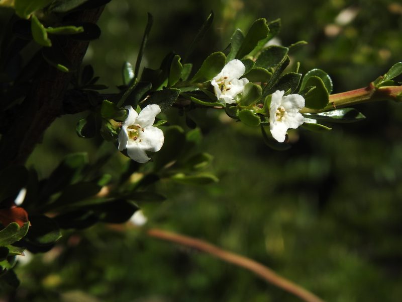Escallonia virgata, photographed by Leonel Roget