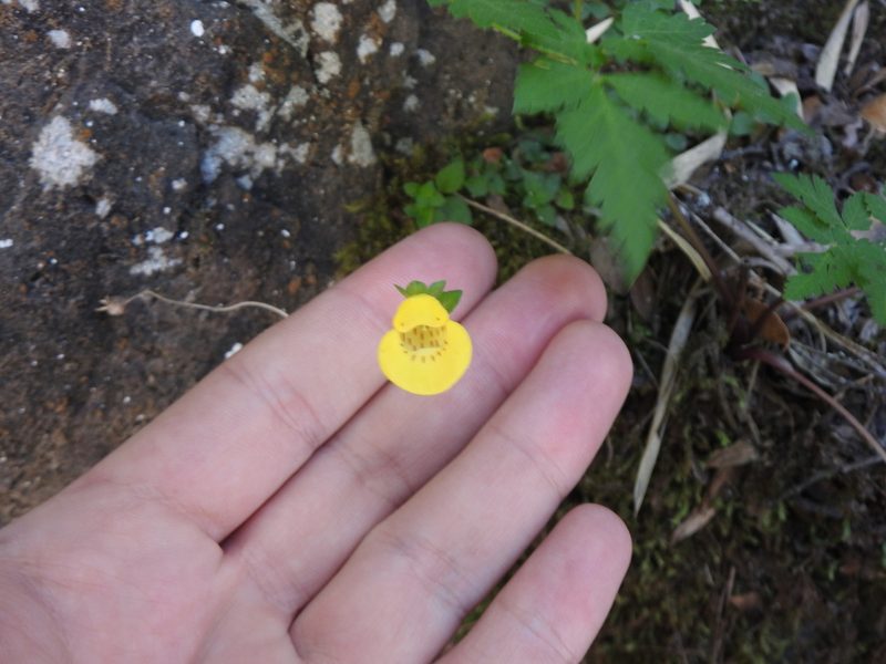 Calceolaria tenella, photographed by Leonel Roget