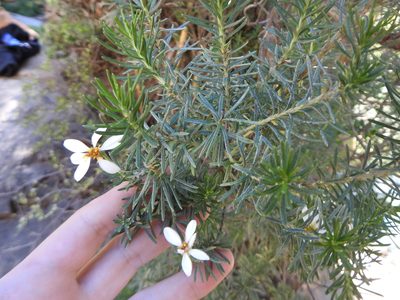 Chiliotrichum diffusum, photographed by Leonel Roget