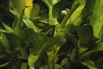 Aechmea nudicaulis, photographed by Augusto Guerrante